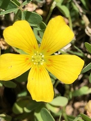 Oxalis texana
