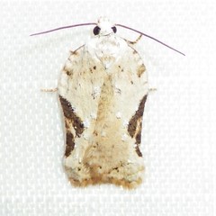 Acleris subnivana