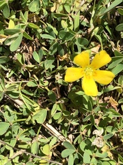 Oxalis texana