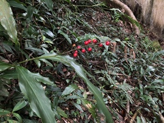 Alpinia intermedia