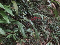 Alpinia intermedia