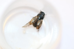 Acrossus luridus