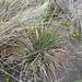 Lachnagrostis billardierei - Photo (c) Tim Park, μερικά δικαιώματα διατηρούνται (CC BY-SA), uploaded by Tim Park