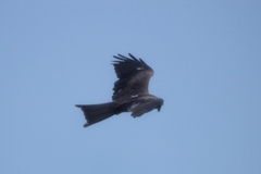 Milvus migrans govinda