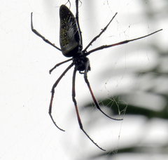 Trichonephila inaurata