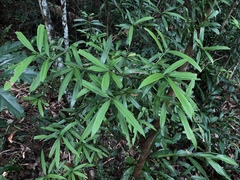 Podocarpus nakaii