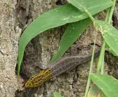 Lygodactylus picturatus