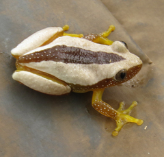 Afrixalus fornasini