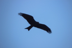 Milvus migrans govinda