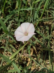 Convolvulus equitans equitans