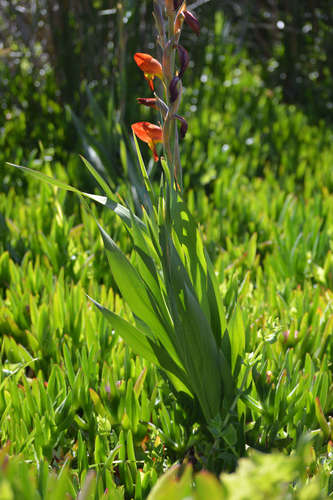 Dragon's-head Lily