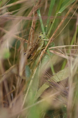 Chorthippus apicalis