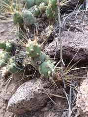 Maihueniopsis ovata