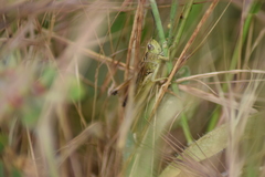 Chorthippus apicalis