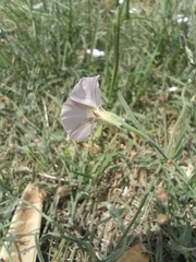 Convolvulus equitans equitans