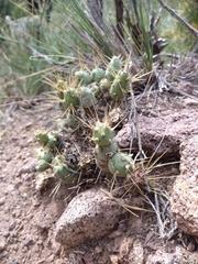 Maihueniopsis ovata