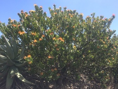 Leucospermum praecox