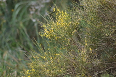 Genista polyanthos