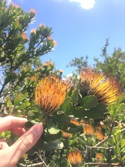 Leucospermum praecox