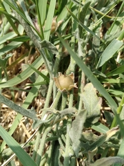 Convolvulus equitans equitans