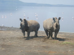 Ceratotherium simum simum