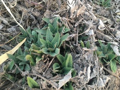 Symphytum caucasicum