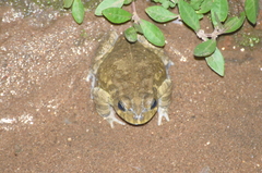 Sclerophrys pusilla