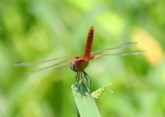 Crocothemis servilia