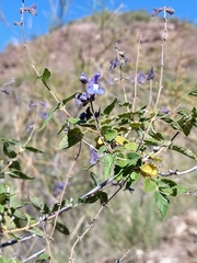 Salvia cuspidata