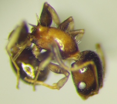 Temnothorax subditivus