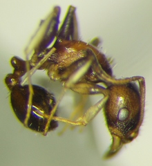Temnothorax subditivus