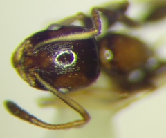 Temnothorax subditivus