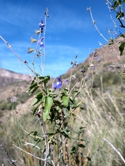 Salvia cuspidata