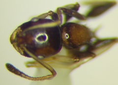 Temnothorax subditivus