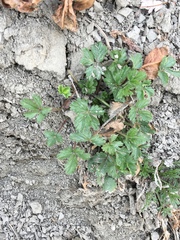 Potentilla