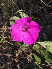 Ipomoea purga