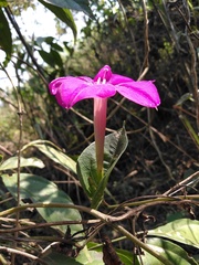 Ipomoea purga