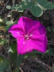 Ipomoea purga