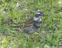 Turdus eunomus