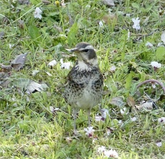 Turdus eunomus