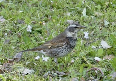 Turdus eunomus
