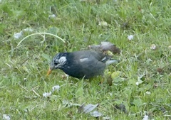 Spodiopsar cineraceus