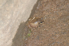 Arthroleptis stenodactylus