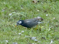 Spodiopsar cineraceus