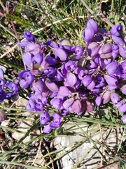 Polygala microphylla
