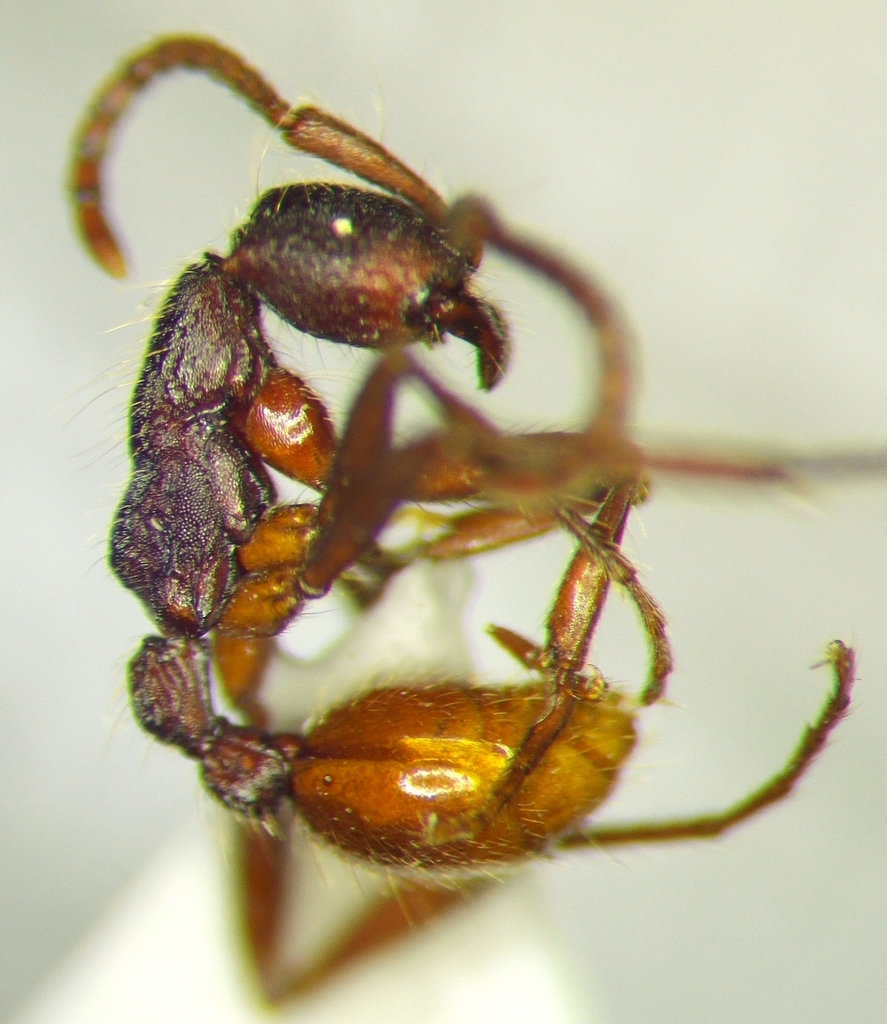 Neivamyrmex cornutus
