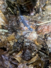 Plethodon chattahoochee