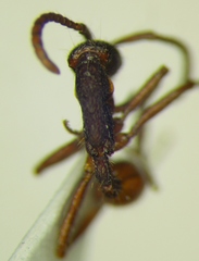 Neivamyrmex cornutus