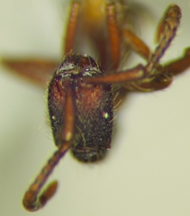 Neivamyrmex cornutus