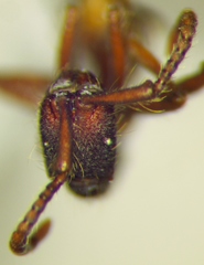 Neivamyrmex cornutus